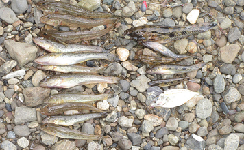 猛暑を避けて橋の下でハゼ釣り【和歌山・紀の川】15cm頭に28匹で夏ハゼの成長を実感