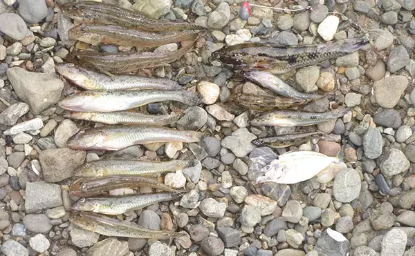 猛暑を避けて橋の下でハゼ釣り【和歌山・紀の川】15cm頭に28匹で夏ハゼの成長を実感