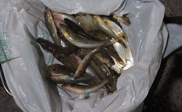 猛暑を避けて橋の下でハゼ釣り【和歌山・紀の川】15cm頭に28匹で夏ハゼの成長を実感