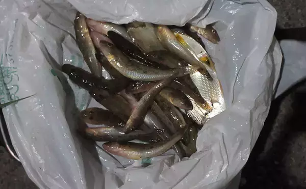 「猛暑を避けて橋の下でハゼ釣り【和歌山・紀の川】15cm頭に28匹で夏ハゼの成長を実感」の画像