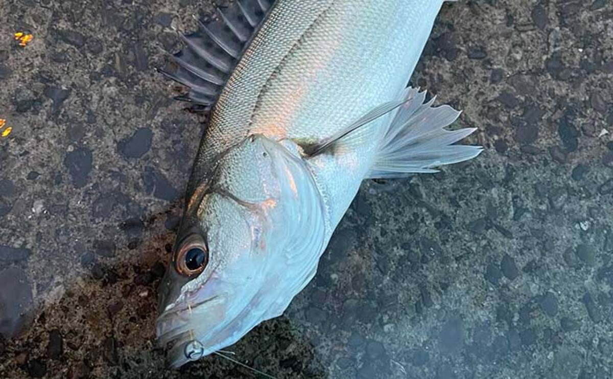 湾奥シーバスの美味しい個体の見分け方 釣れたら魚の口臭を嗅ぐ 22年5月14日 エキサイトニュース