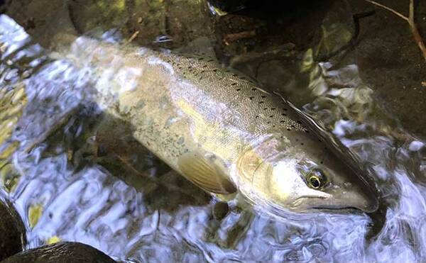 北海道の源流ルアー釣りで31cm 尺ヤマメ 獲った 大型は足で釣る 22年9月7日 エキサイトニュース 北海道の源流ルアー釣りで31cm 尺ヤマメ 獲った 大型は足で釣る 22年9月7日 エキサイトニュース