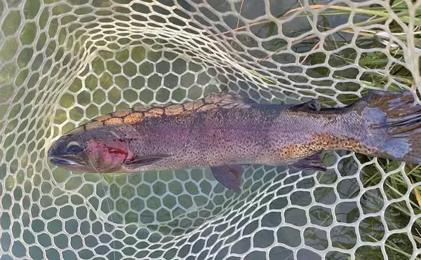 「ルアー管理釣り場で80cm級アルビノ【長野・鹿島槍ガーデン】ミノーで手中」の画像