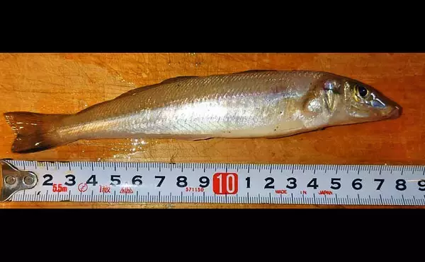 「サーフでの投げ釣りでキスにサヨリを手中【三重・吉崎海岸】サヨリは30cm級の良型」の画像