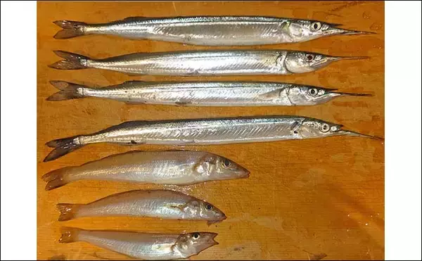 「サーフでの投げ釣りでキスにサヨリを手中【三重・吉崎海岸】サヨリは30cm級の良型」の画像