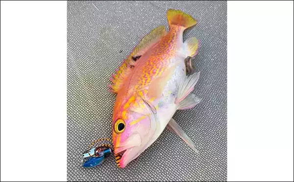 「国境の島「対馬」沖でのジギング&タイラバでブリにマダイをキャッチ（福岡・なら丸）」の画像