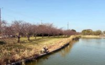 今週のヘラブナ推薦釣り場2025【千葉・宮島池】