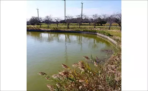 「今週のヘラブナ推薦釣り場2025【千葉・宮島池】」の画像