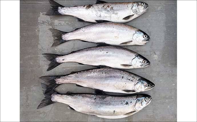 琵琶湖レイクトローリングでビワマス10匹好捕！【滋賀】50cm迫る良型連発