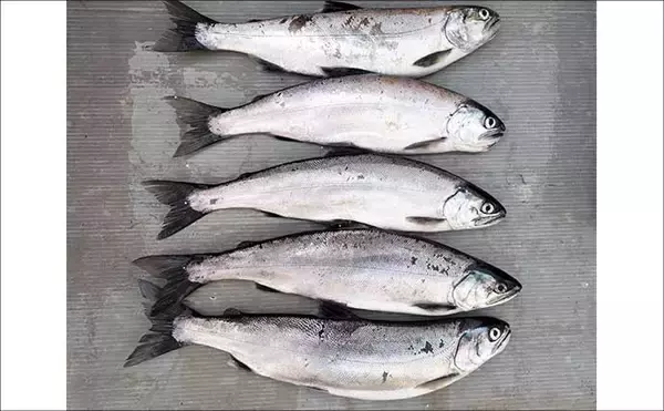 「琵琶湖レイクトローリングでビワマス10匹好捕！【滋賀】50cm迫る良型連発」の画像