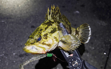 「厳冬期でも魚は釣れる？」 大阪湾沿岸の陸っぱり釣りの近況をまとめて紹介