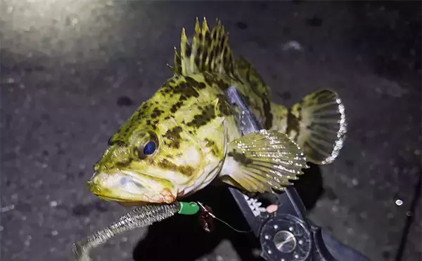 「厳冬期でも魚は釣れる？」 大阪湾沿岸の陸っぱり釣りの近況をまとめて紹介