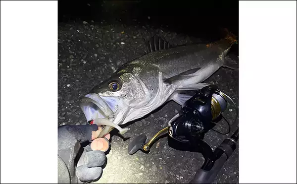 「「厳冬期でも魚は釣れる？」 大阪湾沿岸の陸っぱり釣りの近況をまとめて紹介」の画像