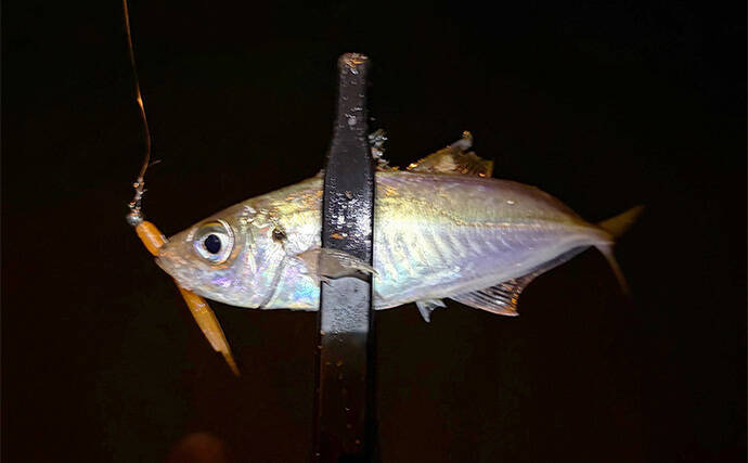 「厳冬期でも魚は釣れる？」 大阪湾沿岸の陸っぱり釣りの近況をまとめて紹介