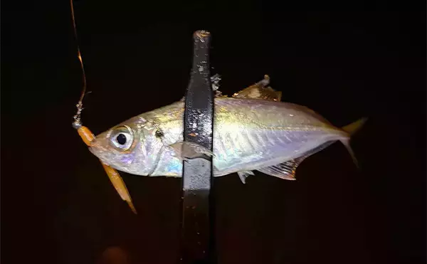 「「厳冬期でも魚は釣れる？」 大阪湾沿岸の陸っぱり釣りの近況をまとめて紹介」の画像