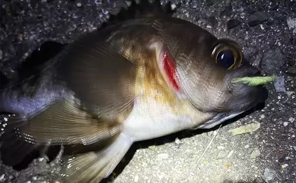 「「厳冬期でも魚は釣れる？」 大阪湾沿岸の陸っぱり釣りの近況をまとめて紹介」の画像