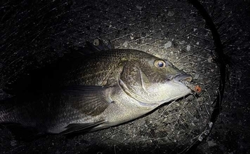 汽水域でのルアー釣行で60cmシーバスに45cmチヌをキャッチ【泉大津・大阪】