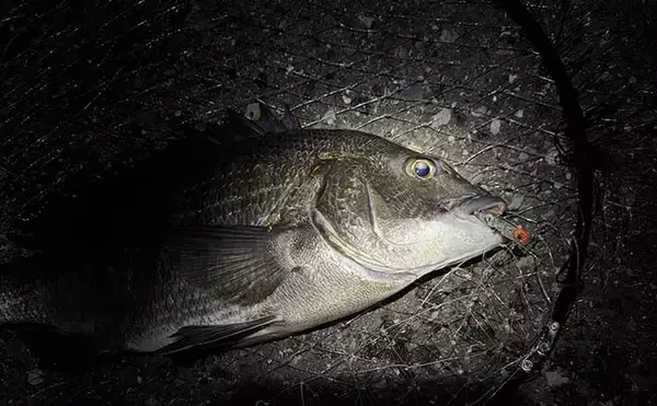 汽水域でのルアー釣行で60cmシーバスに45cmチヌをキャッチ【泉大津・大阪】