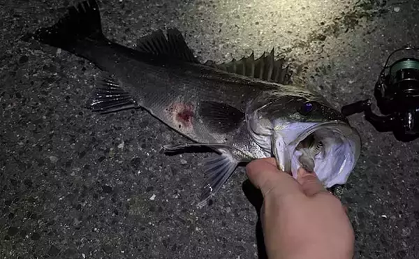 「汽水域でのルアー釣行で60cmシーバスに45cmチヌをキャッチ【泉大津・大阪】」の画像