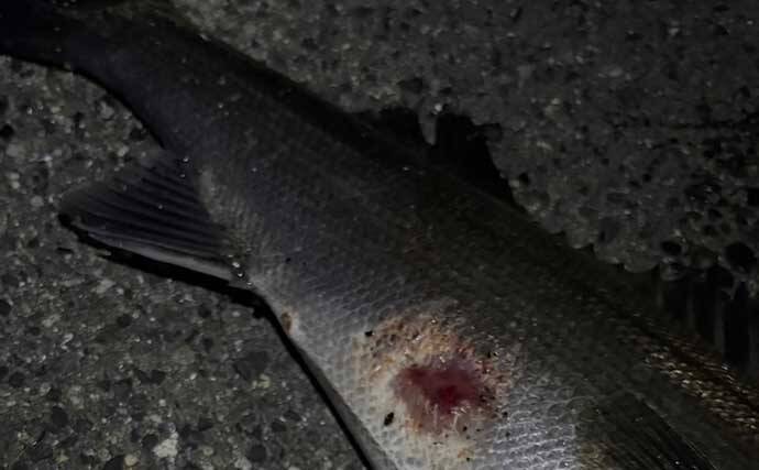 汽水域でのルアー釣行で60cmシーバスに45cmチヌをキャッチ【泉大津・大阪】