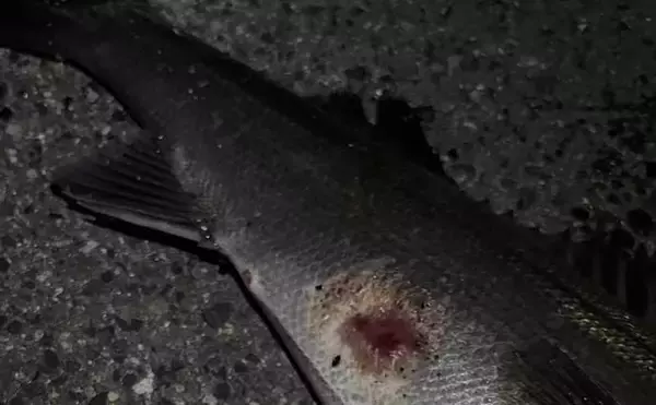 「汽水域でのルアー釣行で60cmシーバスに45cmチヌをキャッチ【泉大津・大阪】」の画像