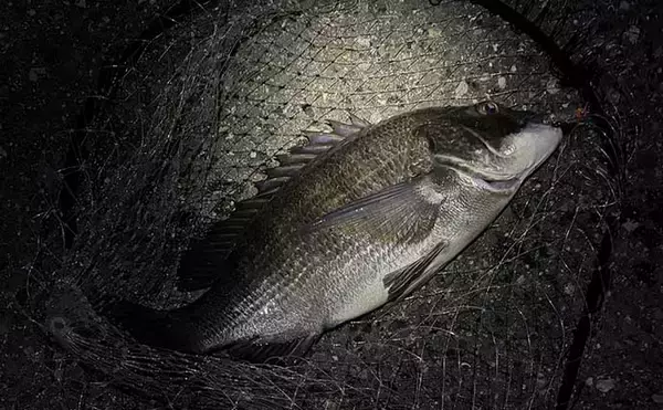 「汽水域でのルアー釣行で60cmシーバスに45cmチヌをキャッチ【泉大津・大阪】」の画像
