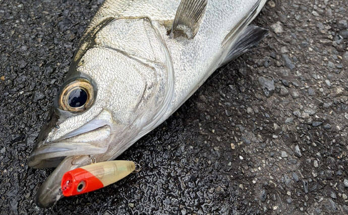 湘南河川トップゲームでまさかのヒラスズキがヒット【神奈川】大量の見えチヌは意外と難敵？