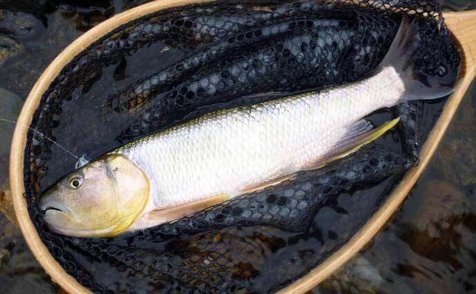 琵琶湖でのハスゲームで本命ハスにナマズ　ボイルはあるもまさかの苦戦