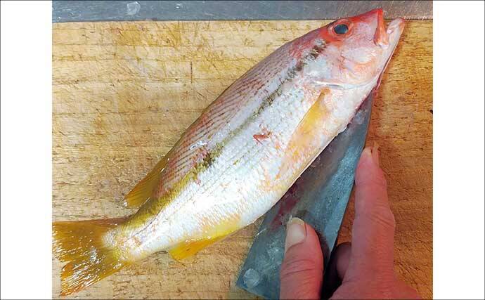 釣った魚で作る「冷蔵庫干し」レシピ：ヨコスジフエダイのちょい干し