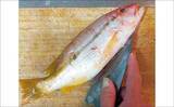 「釣った魚で作る「冷蔵庫干し」レシピ：ヨコスジフエダイのちょい干し」の画像2
