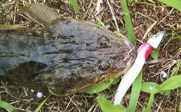 身近な小河川で楽しむ【プチマゴチ釣り解説】　サーフ以外でも釣れる？