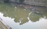 「身近な小河川で楽しむ【プチマゴチ釣り解説】　サーフ以外でも釣れる？」の画像5