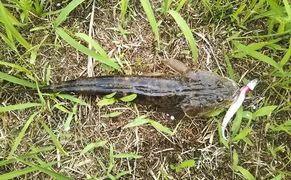 「身近な小河川で楽しむ【プチマゴチ釣り解説】　サーフ以外でも釣れる？」の画像