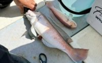 和歌山沖のアマダイ釣りで45cm超え登場！　浅場攻略で良型続出