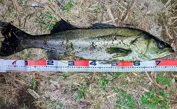 河川のバチパターン高実績ルアー3選　おすすめカラーと釣り方も解説