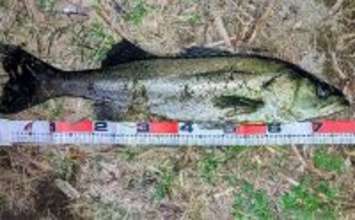 河川のバチパターン高実績ルアー3選　おすすめカラーと釣り方も解説