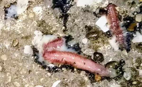 「河川のバチパターン高実績ルアー3選　おすすめカラーと釣り方も解説」の画像