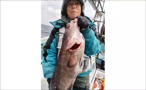 「【沖釣り釣果速報】玄界灘のテンビン五目で6〜9kg級大型メダイ続々浮上！（福岡）」の画像