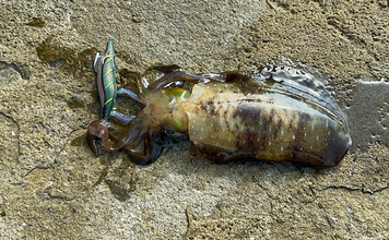 リーダーの長さの新基準は「肩幅」で決まり？　ショートリーダーのメリットを紹介