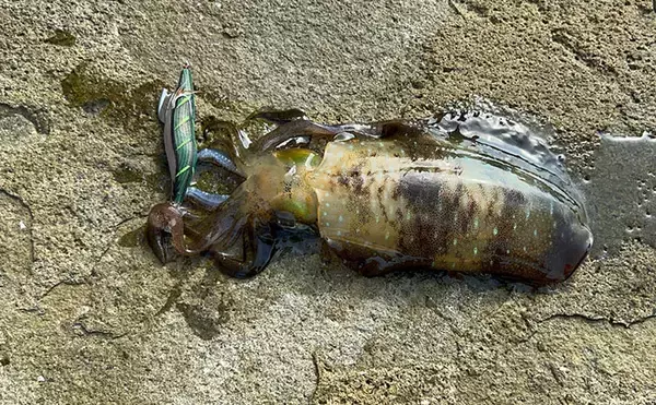 リーダーの長さの新基準は「肩幅」で決まり？　ショートリーダーのメリットを紹介