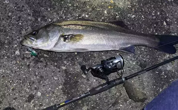 「大阪湾ルアー釣りレポート【泉大津】汽水域でのライトゲームで良型シーバス＆尺カサゴ」の画像