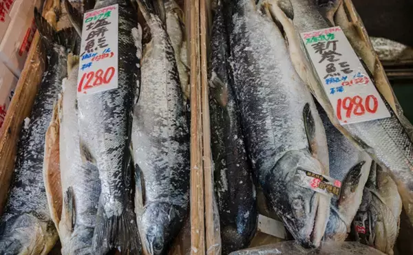 「正月に「コイ（鯉）」を食す地域の共通点は綺麗な水　長野や山形の一部で習慣に」の画像