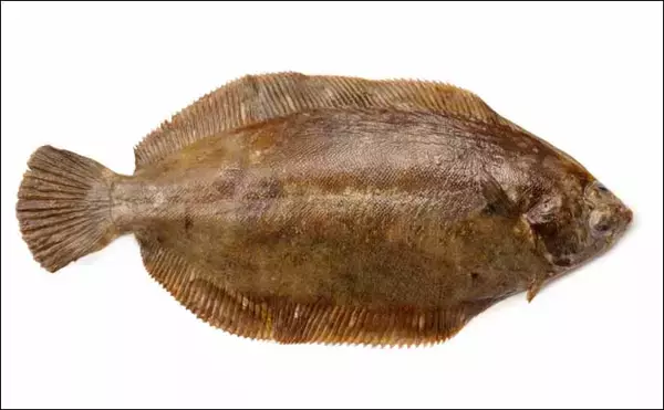 「正月に「コイ（鯉）」を食す地域の共通点は綺麗な水　長野や山形の一部で習慣に」の画像