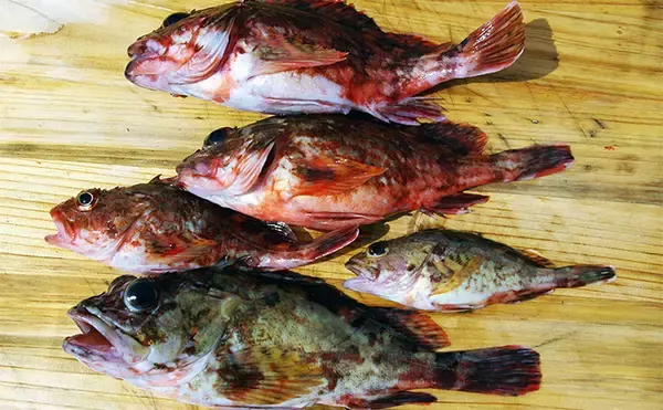 船釣り師が釣りのためについた【ウソ】 釣りバカ日誌のハマちゃん作戦とは？