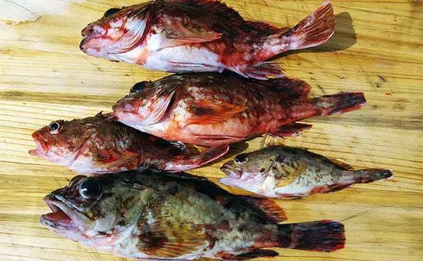 「船釣り師が釣りのためについた【ウソ】 釣りバカ日誌のハマちゃん作戦とは？」の画像