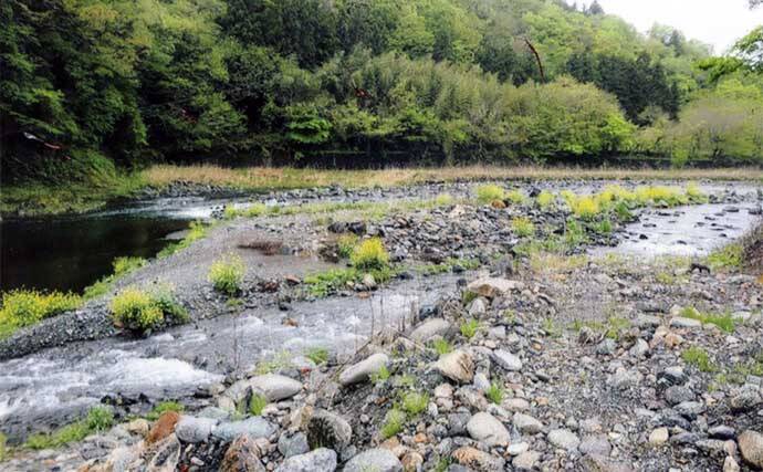鮎（アユ）友釣りオススメ河川ガイド2024：桂川水系【山梨】大型の数釣りができる年も