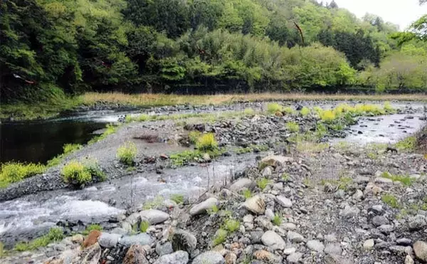 「鮎（アユ）友釣りオススメ河川ガイド2024：桂川水系【山梨】大型の数釣りができる年も」の画像