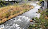 「鮎（アユ）友釣りオススメ河川ガイド2024：桂川水系【山梨】大型の数釣りができる年も」の画像5
