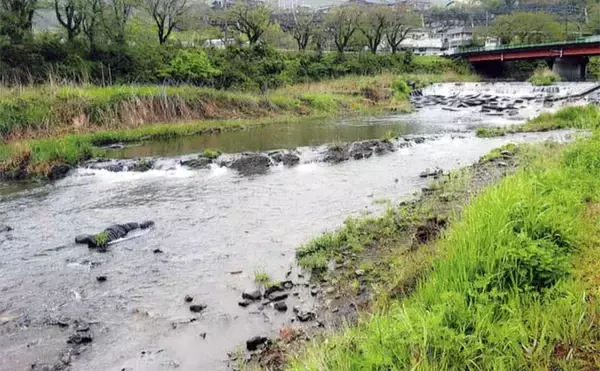 「鮎（アユ）友釣りオススメ河川ガイド2024：桂川水系【山梨】大型の数釣りができる年も」の画像