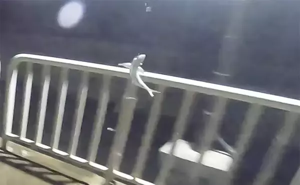 「『大阪南港魚つり園』で20cm超えアジが好反応！夜間の常夜灯エリアが狙い目か」の画像